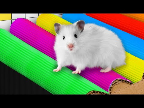 🐹 Hamster Maze with colorful Traps | The Best Compilation [OBSTACLE COURSE]