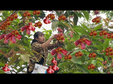 The resilient journey of a single mother: Harvesting peaches to sell at festivals - Life Single