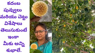 #kadambam flowers#information#fruits #pooja#kadhabham#sreelakshmicreation#subscribe