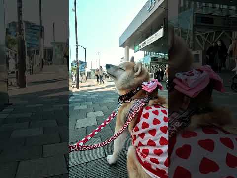 原宿駅【介助犬と桃にゃん】 #柴犬介助犬 #介助犬るな #介助犬と桃にゃん #介助犬 #dog #doglover #cutedog #shiba