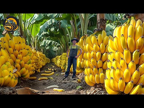 How Banana Become The Stable Fruit Of Every Household - Agriculture with Grand Machine