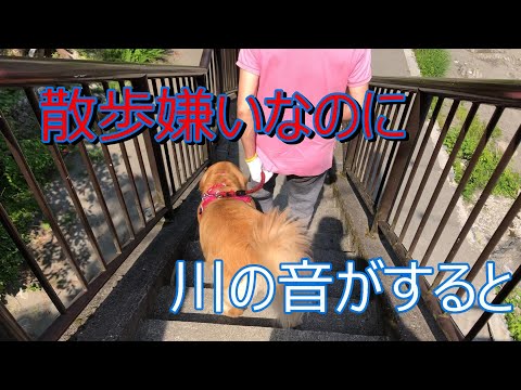 コロナ自粛が解除され川に降りる駐車場も開いたのでマリちゃんを泳がせに散歩嫌いのマリンなのに川の音や匂いがするとスタスタ早歩き、１分でも早く泳ぎたいよー