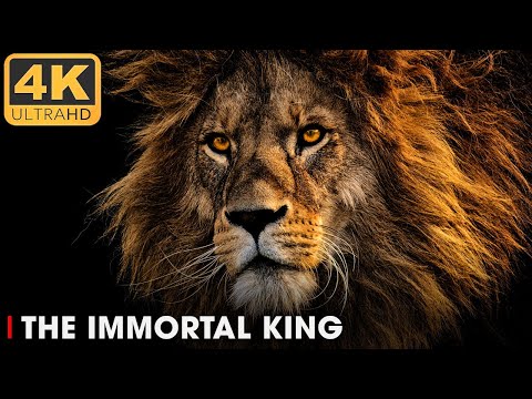 Lions: True Kings of the Savannah | Roar of the Wild Ep. 5 | Nature Animal Documentary