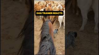 ⚠️ DOG TRAINER REACTS ⚠️ - Cattle dog herding. #dog #dogreaction #reaction