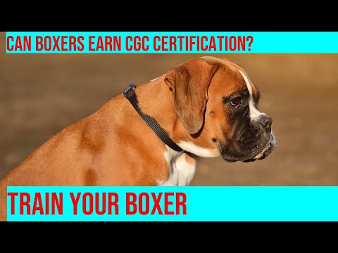 Train Your Boxer for Canine Good Citizen Certification