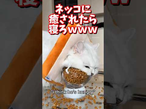 ネッコの動画で癒されたら寝ろｗｗｗ　#2ch #2chまとめ 動物スレ #2ch面白いスレ #動物 #犬 #猫 #癒やし #ねこ動画