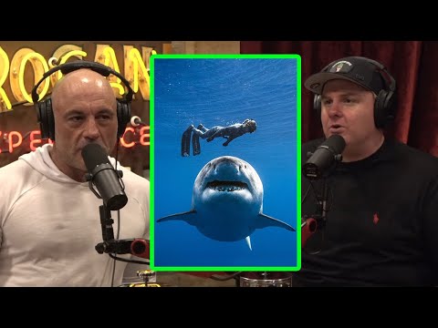 Joe & Tim Dillon: Shocking truth about Sharks