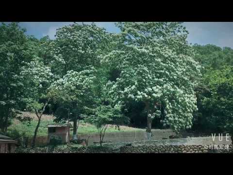 旅遊｜三義油桐花五月雪 Vernicia fordii in Sanyi, Miaoli, Taiwan