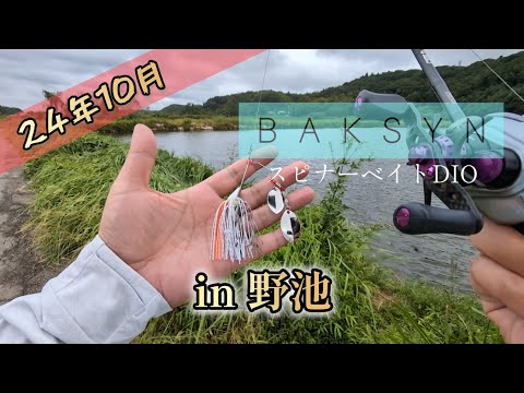 【バクシン】【スピナーベイト】【DIO】10月5日 千葉県野池散策 バクシンスピナーベイトDIO3/8ozでの雷魚一本。#野池 #スピナーベイト