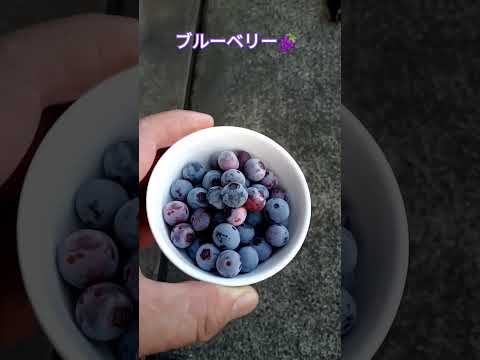 ブルーベリー🍇 #shortsfeed #家庭菜園 #家庭菜園収穫 #ブルーベリー栽培