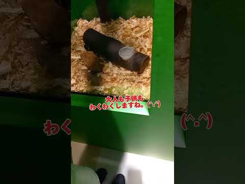 昆虫キング展へ！#夏休み#おもちゃ王国#岡山県#玉野市#カブトムシ#クワガタ#昆虫#vlog#shorts#虫