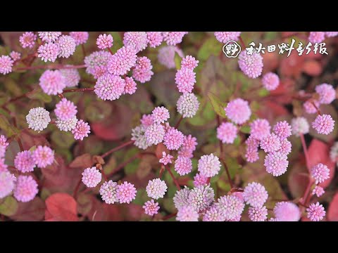 まん丸ピンクの花愛らしく　秋田市の鱗勝院、地蔵も冬仕様に