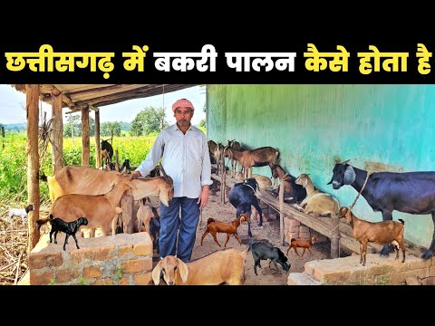 छत्तीसगढ़ में बकरी पालन कैसे होता है | Goat farm in chhattisgarh