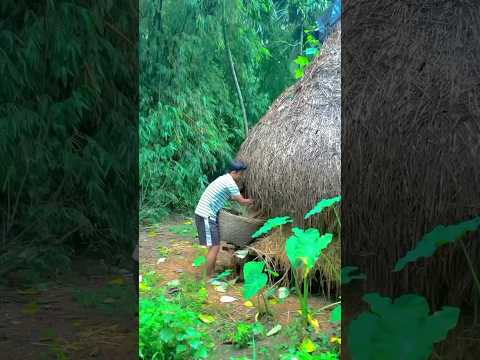 গ্রামের সকালের কিছু মুহূর্ত ❤️ || village vlog bengali ❤️ || mini vlog bengali #minivlog #bengali