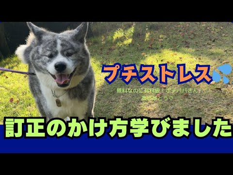 【Akita dog】告訴の行方、訂正の大事さ