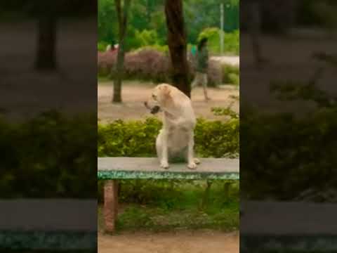 charlie 777 funny scene in tamil #funnyshorts #777charlie