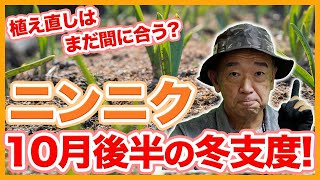 家庭菜園や農園のニンニク栽培で植え直しはまだ間に合う？10月後半作業のコツとニンニクの育て方！【農家直伝】