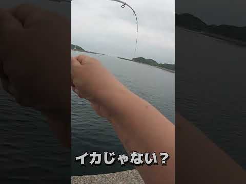 エギで平たいデカい魚が釣れた！ #shorts