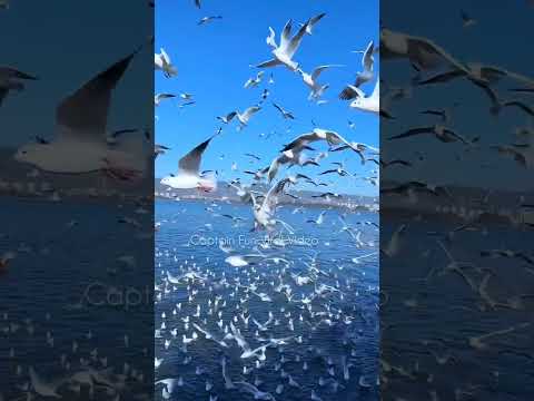 birds flying viral video #viral #birds #trending #shortsfeed