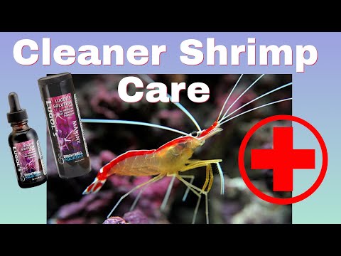 Cleaner Shrimp (How To Care For Cleaner Shrimp) Parasite Control In Your Reef Tank