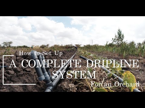 Optimizing Irrigation: Drip Line Setup for Orchard and Vegetable Garden Mastery #Farmlife