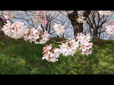 【4K】権現堂桜堤 2023 Gongendou Sakura Tsutsumi