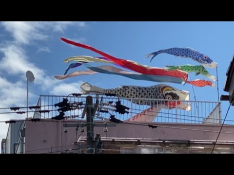 Hidden Japan   57  　  こんなところに鯉のぼりが！　　Funny Carp streamer