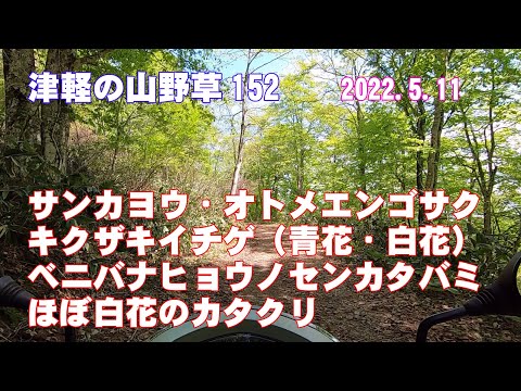 津軽の山野草152(ｻﾝｶﾖｳ・ｵﾄﾒｴﾝｺﾞｻｸ・ｷｸｻﾞｷｲﾁｹﾞ・ﾍﾞﾆﾋｮｳﾉ・ほぼ白いｶﾀｸﾘ)