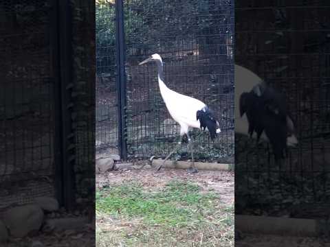 #shorts タンチョウ　千葉市動物公園