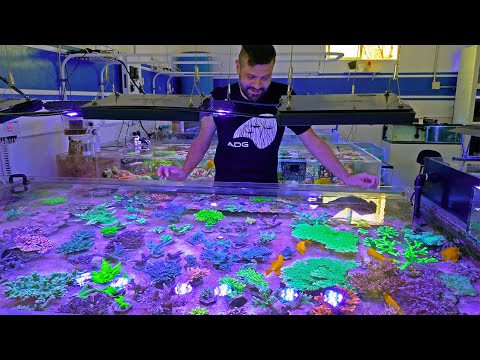 Funtime with Happy Little Corals