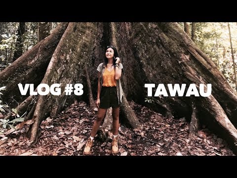 [VLOG#8] Tawau and the Tallest Tropical Tree in the World