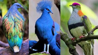 10 Most Beautiful Pigeons on Planet Earth