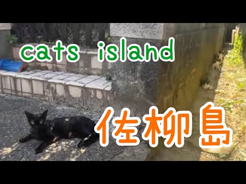 路地裏猫【佐栁島】【夏休み2024】【猫島巡り】