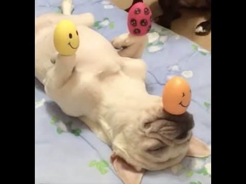 【爆笑】かわいい動物のクスッと笑えるハプニング集#5〜Lolly happening collection of cute babies and animals #5〜