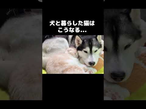 犬と暮らした猫はこうなります...#shots