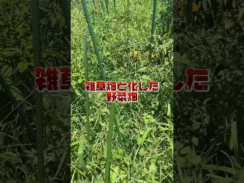 雑草畑と化した野菜畑　夏の雑草は成長はやい😅