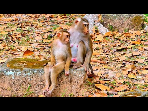 Cute Little Monkey LEO tries to follow taking care Mom Libby.