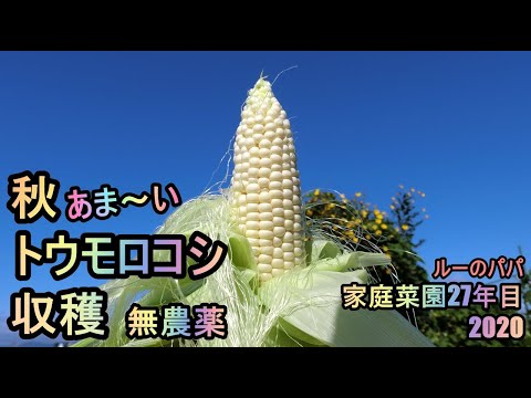 【超甘～い 秋トウモロコシ 収穫 2020】収穫直前に盗難被害！家庭菜園27年目 無農薬  半自給自足 ルーのパパ