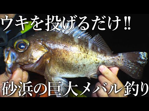 【尺メバルを求めて】砂浜からウキを投げるだけ！ついに30cm越えの巨大メバルが釣れました