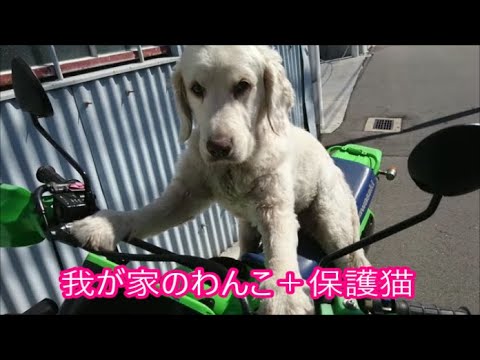 我が家のわんこと保護猫きーしゃ