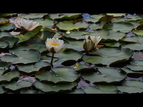 Water Lilies | Copyright Free Video Footage