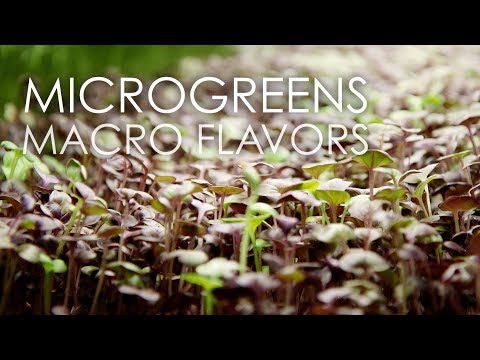 Microgreens Macro Flavors | Big City Greens & Blind Horse Winery | Wisconsin Foodie