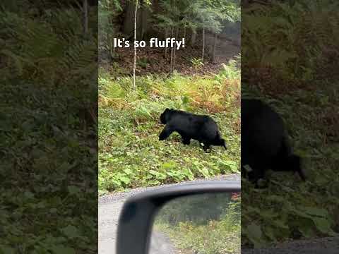 Headed to the new pay streak and saw this bear coming back from his drink. #goldmining #blackbear