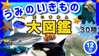 【海の生き物 集合！】うみのいきもの大図鑑★30種類の海の生き物が大集合！イルカやサメなど生き物の名前を覚えよう◎【子供向け水族館アニメ】