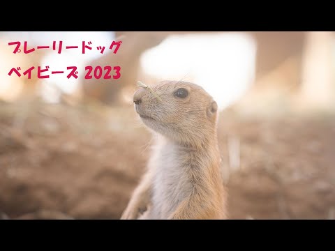 プレーリードッグベイビーズ 2023 / Prairie Dogs' Babies 2023