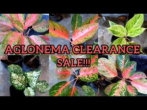 Aglonema new year offer sale‼️💯 | Aglonema clearance sale!! | GARDEN DREAMS