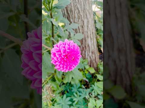 flowers 🌸 from our garden 🪴 #shortsvideo #garden #ourgarden #trending #trendingshorts #shorts