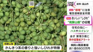 爽やかな香りと強いしびれが特徴…奥飛騨温泉郷で特産『飛騨山椒』の収穫が最盛期 関東のウナギ店等に出荷