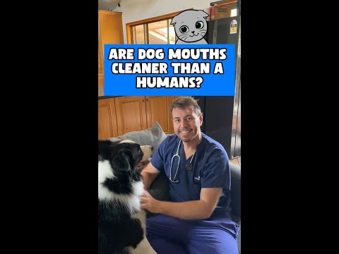 Dr Evan - Is your dogs mouth REALLY clean? 🐶 #petlovers #FleaMail #petowners