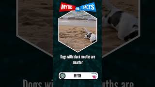 Are Dogs With Black Mouths Smarter? #dogtrivia #dogquiz #dogfacts #shorts